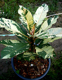  seedling..You are bidding..!!