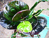 Chaimongkol