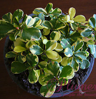Euphorbia milii "Variegated Sean Heart"