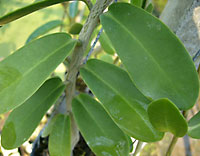 Golamcoiana