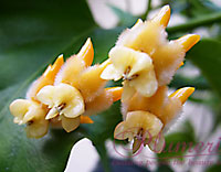 Lasiantha