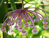 Pallilimba