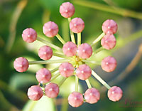 Ruscifolia