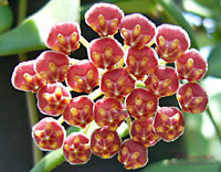Tsangii