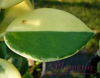 Australis outer variegated