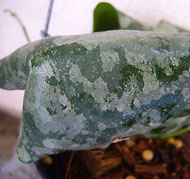 Imbricata red corona