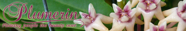 Plumerin
