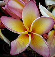 Coral Cream
