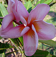 Orathai Pink