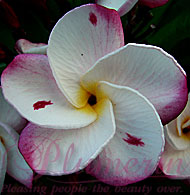 Pink Pancy