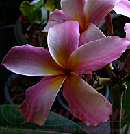 Pink Rama V