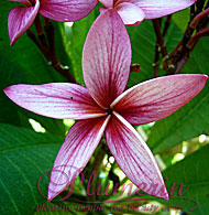 Pink Star