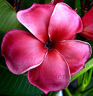 Red Rose