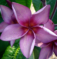 Thai Silk Lucite