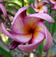 Violet Pink