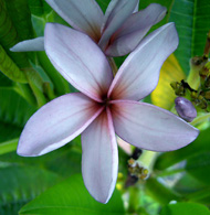 Violet Star