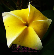 Yellow Jack