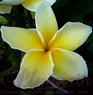 Yellow Reung Sukdee