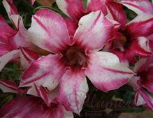 Adenium Product