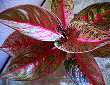 Aglaonema Product