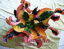 Croton Product