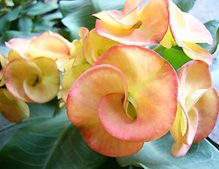 Euphorbia Product