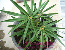 Palm Product