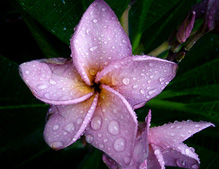 Plumeria Product