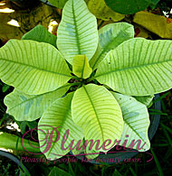 Silver leave
